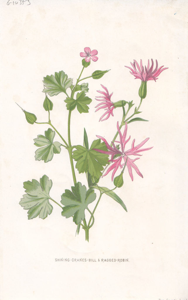 FLOWERS. Shining Crane's-bill & Ragged Robin c1895 old antique print picture